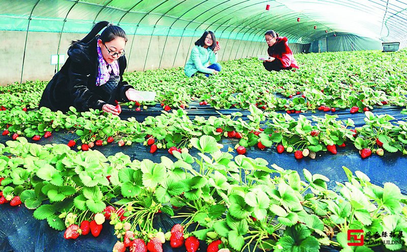 北京郊区周边草莓采摘团建活动一日游方案