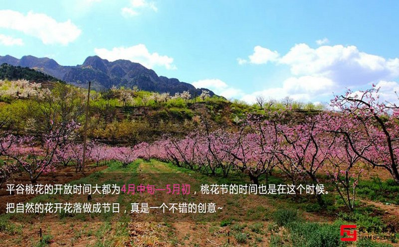 北京平谷团建春游踏青好去处推荐三：娇艳盛开在平谷的桃花
