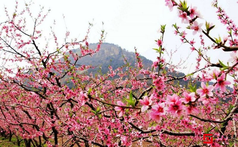 平谷赏桃花团建