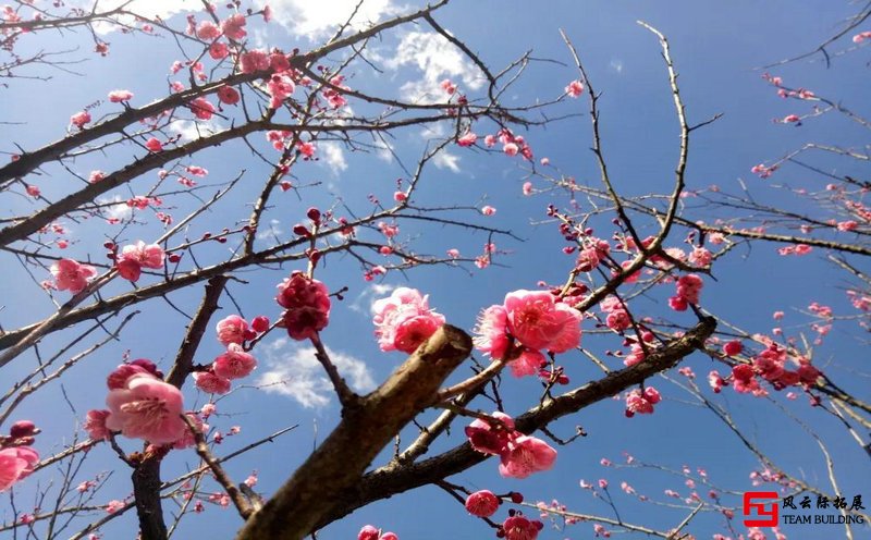 梅花山团建